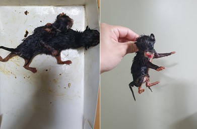 한국 고양이 이미지 파일 입니다.